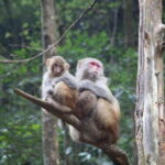 Zhangjiajie: Mystical Peaks & Ancient Towns 3-Day Tour - Tianmen Mountain: The Heights and Glass Walkways