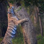 05 Days - Private Luxury Golden Triangle Tour with Ranthambore - What Does the Tour Include & What Does It Not?