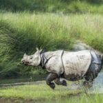 1 Day Chitwan: Jungle Safari, Canoe Ride, Tharu Dance Show - A Full Breakdown of the Tour Experience