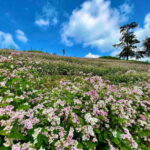 1 Day Ha Giang Loop Tour by Motorbike with Easy Rider - Exploring Local Culture and Crafts