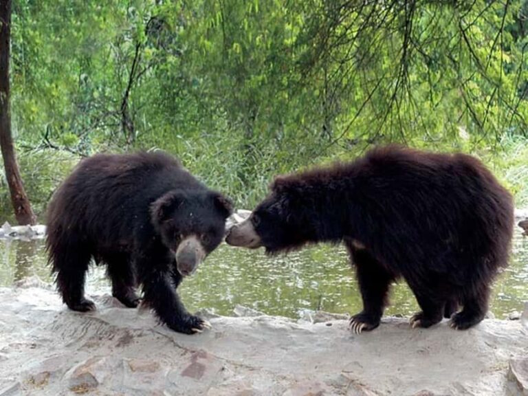 2-Day Tour: Taj Mahal & Wildlife SOS Elephant/Bear Sanctuary - Exploring the Taj Mahal and Agra Fort