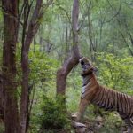 2-Day Wildlife Safari to Ranthambore & Sariska from Delhi - Final Thoughts