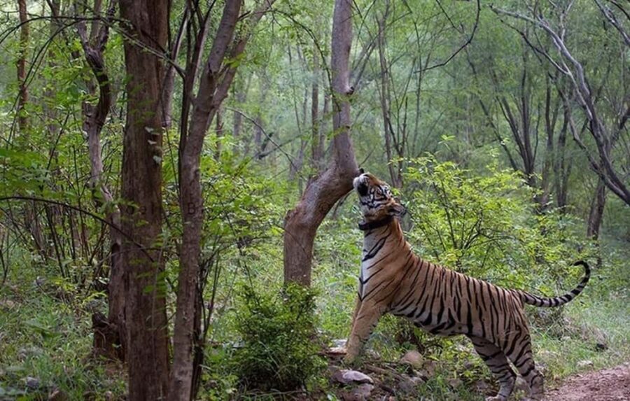 2-Day Wildlife Safari to Ranthambore & Sariska from Delhi - Final Thoughts