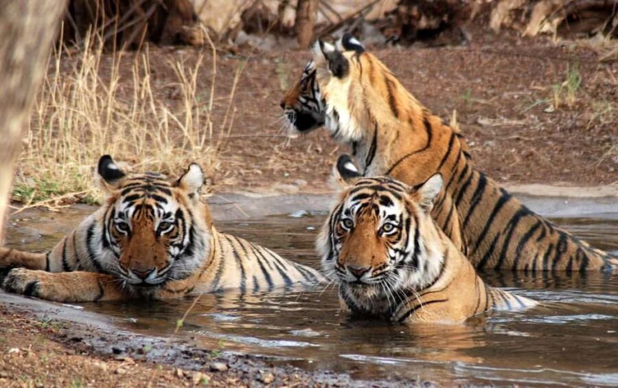 3- Day Jim Corbett National Park Tour - Transportation and Comfort