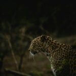 3 Day Private Tour of Gir Forest to Meet the Asiatic Lion - What We Loved About This Tour