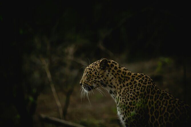 3 Day Private Tour of Gir Forest to Meet the Asiatic Lion - What We Loved About This Tour