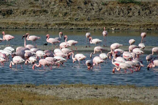 3 day private tour of Rann of Kutch from Ahmedabad - Exploring the Itinerary in Detail