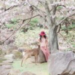 3 Days Private Osaka Kyoto and Nara Tour with English Driver - Why This Tour Stands Out for Travelers