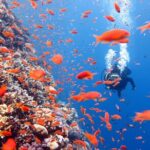 3 Fun Dives in Phi Phi islands for Certified Divers - Who Should Consider This Tour?