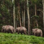 4 Days Private Kerala Tour -Kochi, Munnar, Thekkady with 3* Hotel - The Sum Up