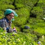 5 Days Kerala Tour with Private Car Houseboat Munnar and Thekkady - Why This Tour Offers Great Value