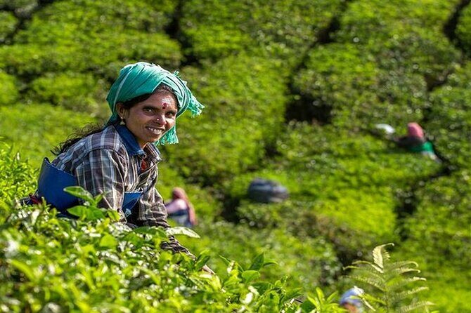 5 Days Kerala Tour with Private Car Houseboat Munnar and Thekkady - Why This Tour Offers Great Value