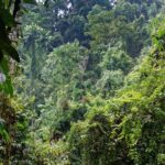 7 Days 6 Nights North Sumatra Tour (Bukit Lawang-Berastagi-Lake Toba) - What Makes This Tour Stand Out?