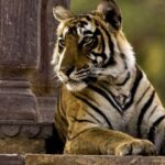 8 Days GOLDEN TRIANGLE WITH RANTHAMBORE WILDLIFE SAFARI - A Closer Look at the Itinerary