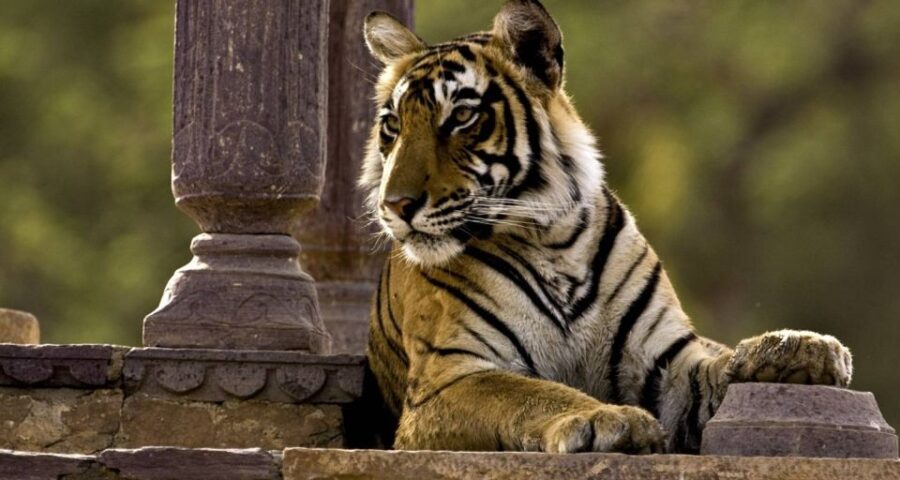 8 Days GOLDEN TRIANGLE WITH RANTHAMBORE WILDLIFE SAFARI - A Closer Look at the Itinerary