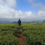 A Day in Nuwara Eliya: Sights & Local Delights - Pricing & Value