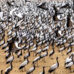 A Day Tour of Bharatpur Bird Sanctuary from Agra. - What We Loved About the Tour