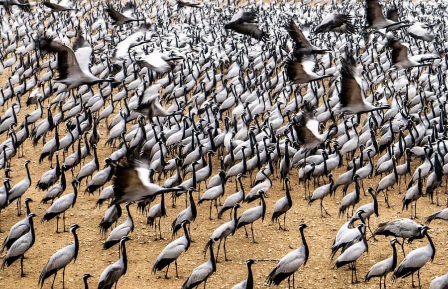 A Day Tour of Bharatpur Bird Sanctuary from Agra. - What We Loved About the Tour