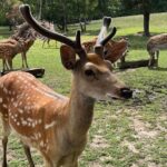 Almaty City Tour Green Bazaar Iconic City Routes and Kok Tobe - A Detailed Breakdown of the Tour Experience