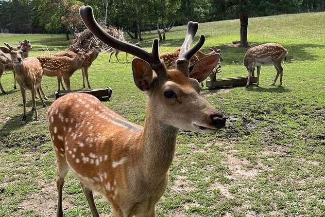Almaty City Tour Green Bazaar Iconic City Routes and Kok Tobe - A Detailed Breakdown of the Tour Experience