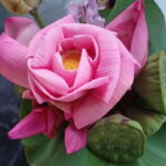 Angkor Silk Farm & Lotus Silk Farm: Siem Reap Discovery Tour - Practical Details