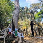Angkor Wat Explorer  Small Group Highlights Tour - Transport, Guides, and Comfort