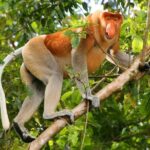 Bako National Park from Kuching City - What Sets This Tour Apart