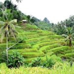 Bali Ayung River Rafting and Kintamani Mt. Batur Volcano View - What to Expect: The Itinerary Unpacked