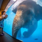 Bangkok/Pattaya: Khao Kheow Zoo Private Tour with Pickup - Who Will Love This Tour?