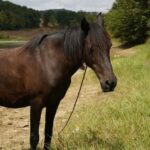 Batangas, Philippines: Boat Ride Tour & Horseback Day Trip - Exploring the Experience: An In-Depth Look