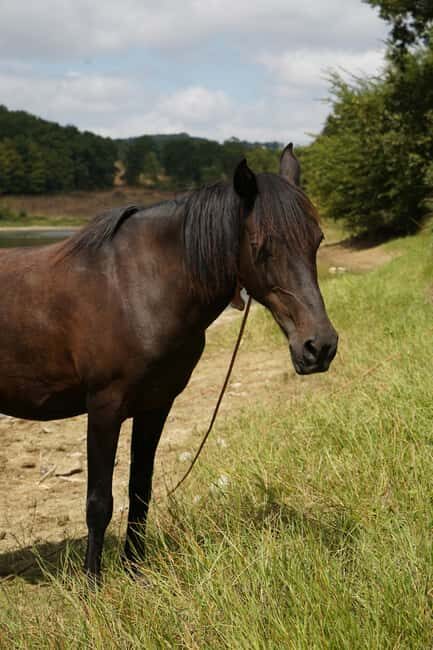 Batangas, Philippines: Boat Ride Tour & Horseback Day Trip - Exploring the Experience: An In-Depth Look
