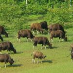 Beauty of Nature, Cochin with Periyar Wildlife Tour(04 Days) - Detailed Breakdown of the 4-Day Itinerary