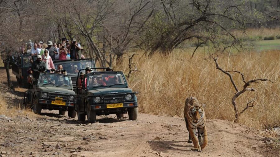 Bhopal: 3-Day Satpura National Park Safari Tour - The Itinerary in Detail