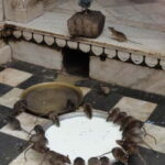Bikaner: Karni Mata Temple Half-Day Guided Tour - An Honest Look at the Experience
