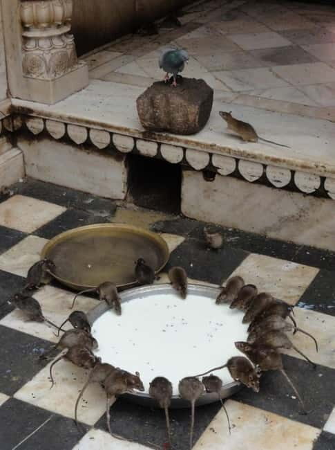 Bikaner: Karni Mata Temple Half-Day Guided Tour - An Honest Look at the Experience