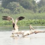 Birdwatching & Discovery Tour in Pearaing Biodiversity - Frequently Asked Questions