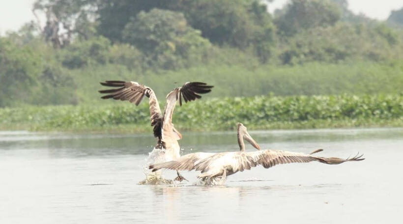 Birdwatching & Discovery Tour in Pearaing Biodiversity - Frequently Asked Questions