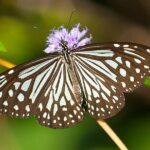 Bondla Wildlife Sanctuary with Lunch in Spice Plantation in Goa - Bondla Wildlife Sanctuary: A Peaceful Nature Escape