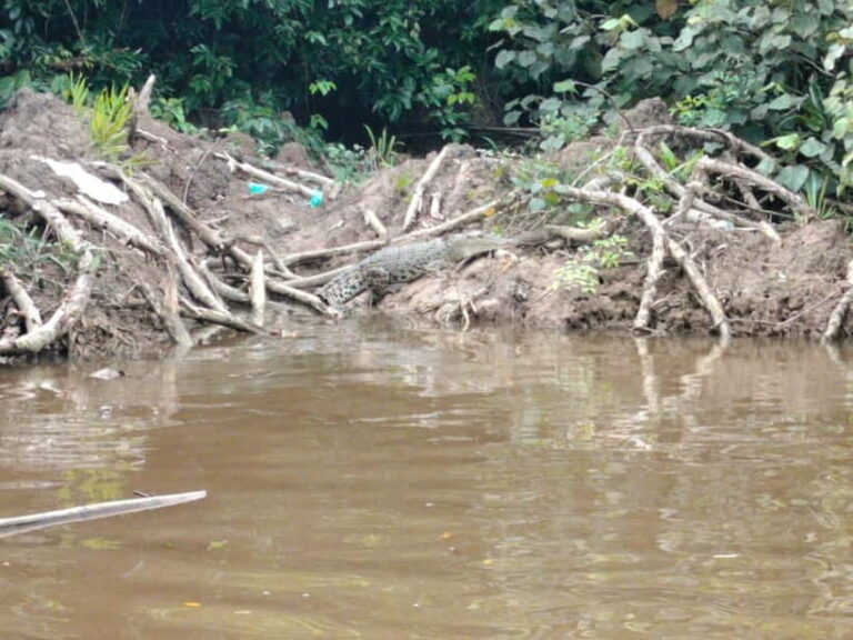 Bongawan Wetland: Proboscis Monkey and Fireflies Shared Tour - Practical Details and Tips