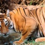 Book Tiger Safari Same Day Tour/Ranthambore Tiger Hub - The Logistics and Practical Aspects