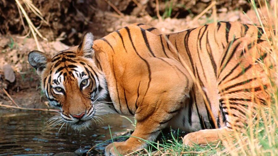 Book Tiger Safari Same Day Tour/Ranthambore Tiger Hub - The Logistics and Practical Aspects