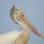 Bundala National Park Birds Watching Safari Tour - Exploring Bundala National Park: What to Expect