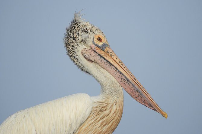Bundala National Park Birds Watching Safari Tour - Exploring Bundala National Park: What to Expect