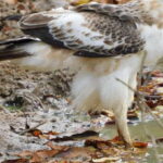 Bundala National Park Safari (PRIVATE TOURS) - What to Expect from Your Bundala Safari