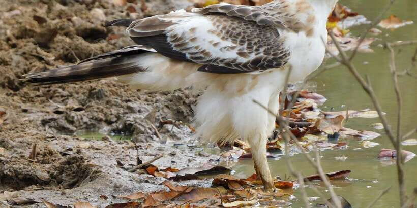 Bundala National Park Safari (PRIVATE TOURS) - What to Expect from Your Bundala Safari