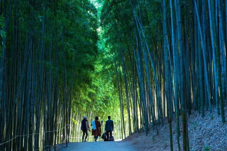 Busan: Damyang Juknokwon Bamboo Forest & Metasequoia Road - The Metasequoia Road: A Fairytale in Nature