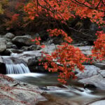 Busan: Mt. Jiri or Juwangsan Park Autumn Foliage Day Tour - Transportation & Practical Details