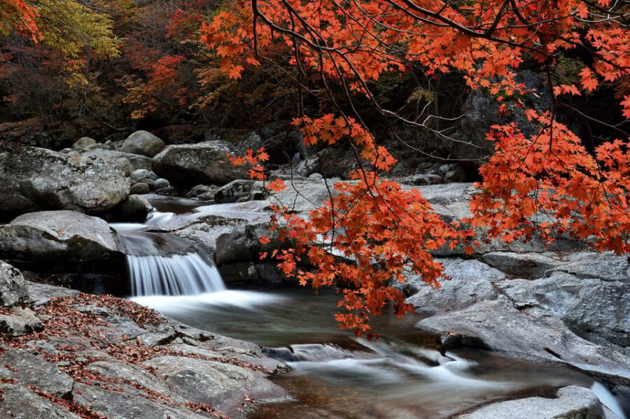 Busan: Mt. Jiri or Juwangsan Park Autumn Foliage Day Tour - Transportation & Practical Details