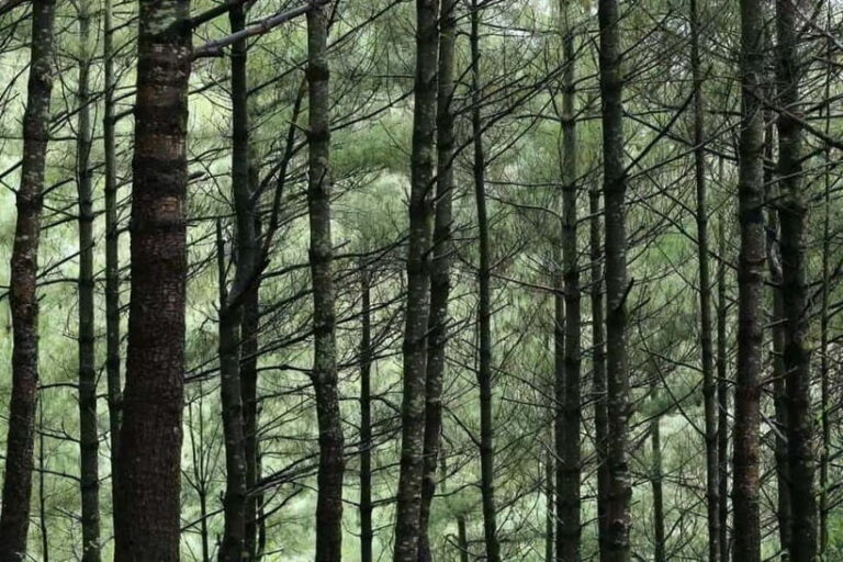 Cangshan Mountain: Mindful Hiking and Organic Homemade Food - Why This Tour Is Worth Considering