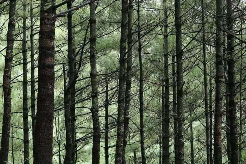 Cangshan Mountain: Mindful Hiking and Organic Homemade Food - Why This Tour Is Worth Considering